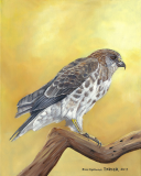 Hawaiian Hawk 'io